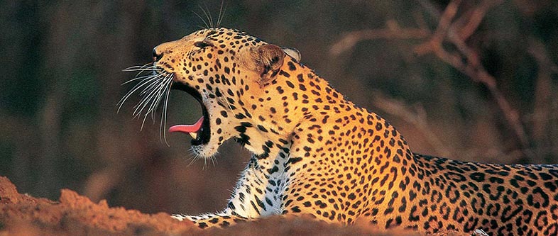 Sri Lanka